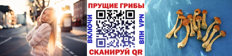 Купить закладки  Новосиль  Галлюциногенные грибы ЛСД 